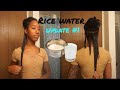 Rice Water Update Month 1