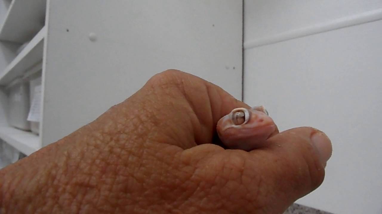 Feeding Albino Knobtail Geckos - Easy