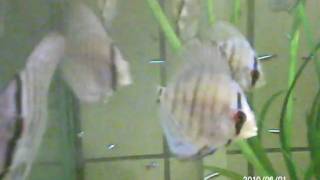 20100601_212352.AVI