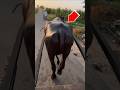 Try Putting This Animal On A Horse Drawn Cart Reels Fyp Shorts Viral 
