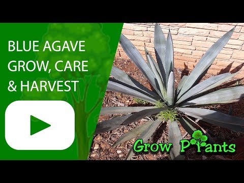 Blue agave - care, grow and eat