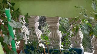 আমার  মরিচ_ক্ষেত?️?️।  my dear  Garden /Bengali vlog daily vlog video balkoni Krishi