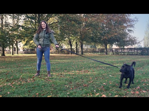 Video: Waarom doet mijn hond. . . en hoe kan ik hem stoppen?