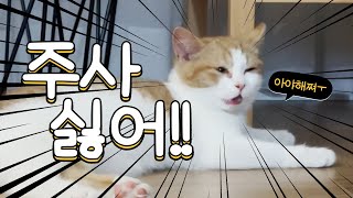 [고양이 오냐] 예방 접종한 새끼 고양이의 놀라운 반응 | 입양 스토리 ep.2