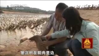 20150310 走遍中国  系列片特产传奇（4） 舌尖上的中国鸭