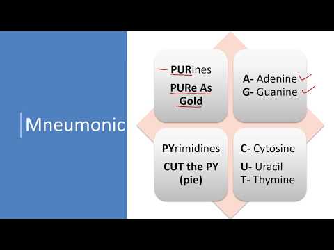 Video: Warum binden Purine mit Pyrimidinen in einer DNA-Leiter?