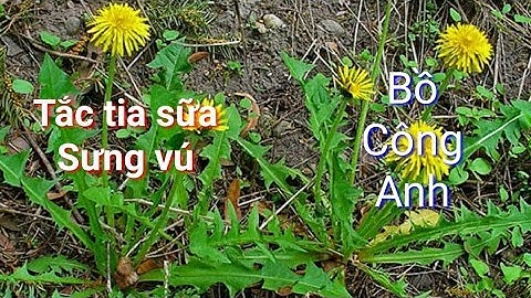 ĐIỀU TRỊ CHỨNG TẮC TIA SỮA VỚI CÂY BỒ CÔNG ANH | CUỘC SỐNG VÙNG CAO