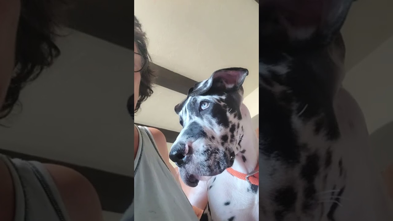 Great Dane Love Those Perfect Little Ears