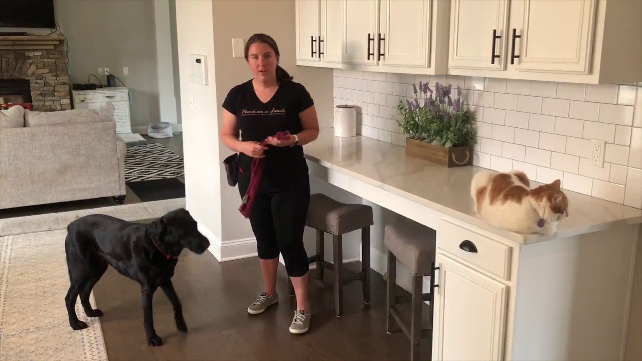 Teach Your Dog to Pull Open a Door YouTube