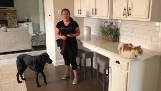 Teach Your Dog to Pull Open a Door by Peach on a Leash Dog Training & Behavior Services 1,307 views 4 years ago 7 minutes, 18 seconds