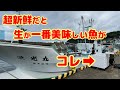 【底曳網漁解禁】ヒラメの刺身よりウマい！と漁師達が口をそろえて言う魚の正体はまさかの○○○だった！【越前漁港の漁師達】