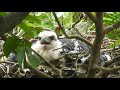 Filmando filhote de gavião branco
