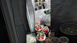 New grow room setup