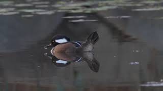 Hooded Merganser Composite flap