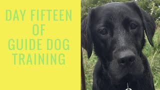 GUIDE DOGS TRAINING - DAY 15 | WORKING IN A BUSY TOWN CENTRE