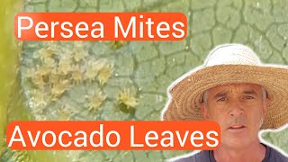 Persea Spider Mites on Avocado Leaves