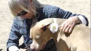 Adopted Lovely Josephine, Charming American Pit Bull Terrier Mix.