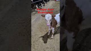 #buzağı #hayvanlar