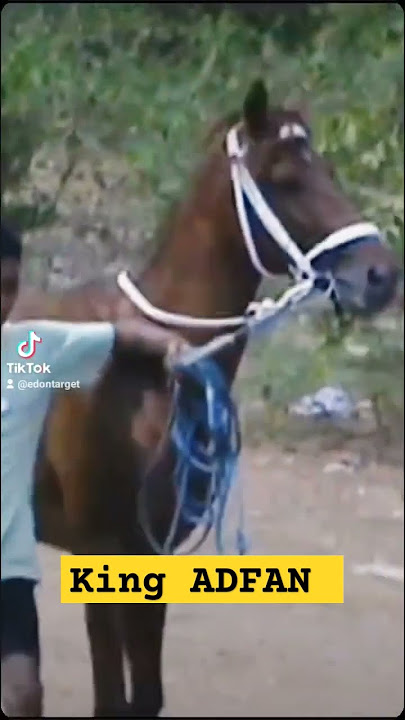 king ADFAN #shortvideo #horse #reels