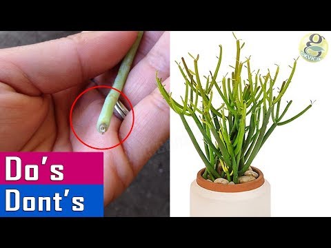 Video: Euphorbia Blomst Er En Vakker Plante Med Giftig Saft