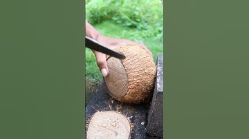 Scooping jumbo coconuts