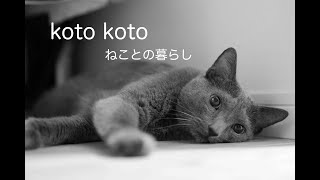 猫との暮らし　血糖測定しよ！