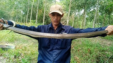 BayRan#Lần đầu dính rắn Hổ Mang Đen#Snake Trap#The first time traps were caught by the black TiGer#