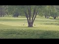 Geese and goslings on my hike...