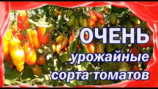 Урожайные сорта томатов 2021.