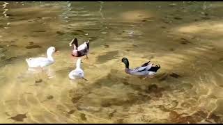 Duck bath in Lohiya Park Lucknow #shorts