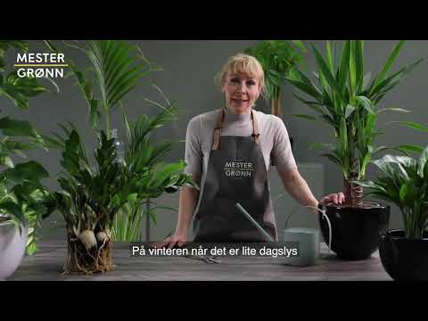 Video: Hjemmet Til Planten Spathiphyllum: Hvilket Land Kommer Innendørsblomsten Spathiphyllum Fra? Historien Om Opprinnelsen Til 