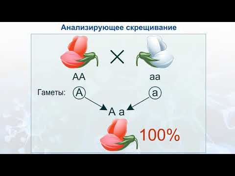 Анализирующее скрещивание.  Биология для школьников