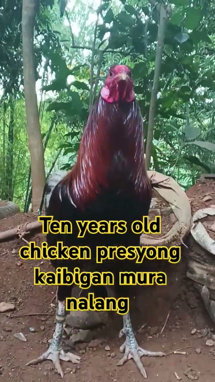 Old chicken #travel #shorts #trending