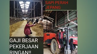 pekerjaan menyenangkan gaji menjanjikan peternakan Jepang