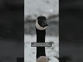 Geese Huddle Up Against Colorado Cold