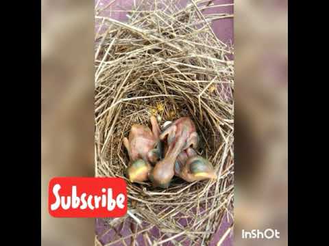 Pakan lolohan anaka burung kipasan..DIJAMIN JOSS