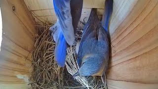 EGG WATCH - LIVE NEST CAM