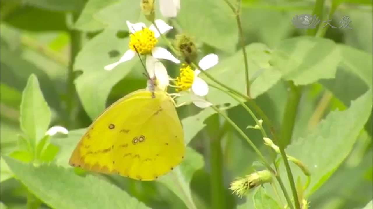 【農夫與他的田】20140719 - 田鱉阿伯