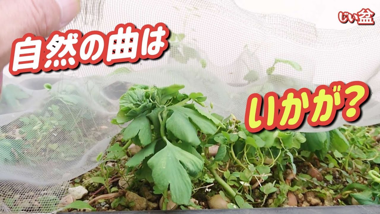 [Естественные изгибы ✨ Результат удерживания саженца гинкго сеткой] / Как сделать бонсай