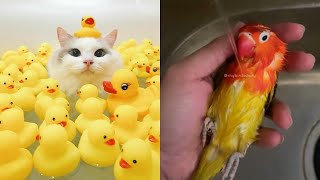 Animais na hora do banho-Tente não rir| As melhores compilações by Pets do tiktok 16,809 views 2 years ago 3 minutes, 4 seconds