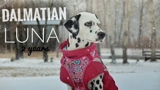 Dalmatian Luna [2 years] dog tricks | Siberia