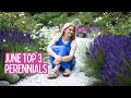 Top 3 perennials in june garden  salvias  catmint delphiniums