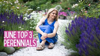 Top 3 perennials in June garden  salvias , catmint, delphiniums