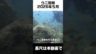 ウニ駆除 5月