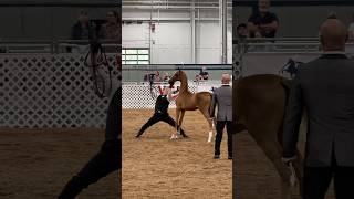 Shake Senora Wins the All American Cup!