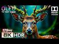 Animal Planet 8K HDR 60fps - The Ultimate OLED Demo (Dolby Vision)