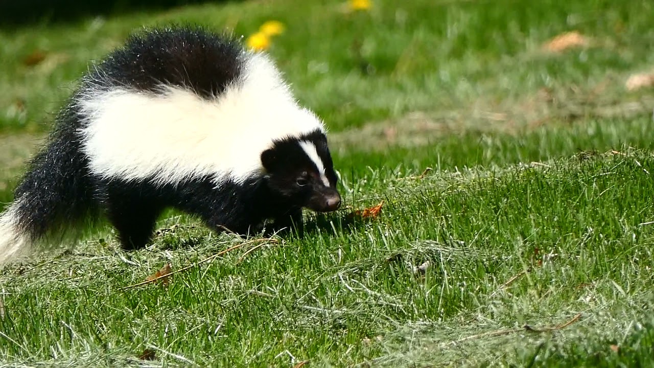 Striped Skunk Behavior on Display in Unusual Daytime Sighting in Suburban Park in Southern Ontario