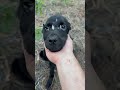 URGENT: Bleeding From His Eyes, Nose &amp; Mouth, Now Lab Puppy's Ears Are Falling Off...[STORY BELOW]