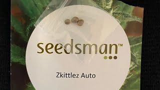 Seedsman & Advanced Seeds germination video : Zkittlez & Gelato 33