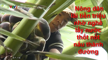 Nông dân lãi tiền triệu nhờ nghề lấy nước thốt nốt nấu thành đường